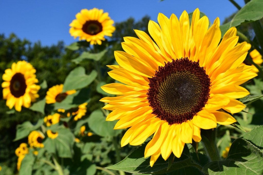 Image d'une fleur de Tournesol